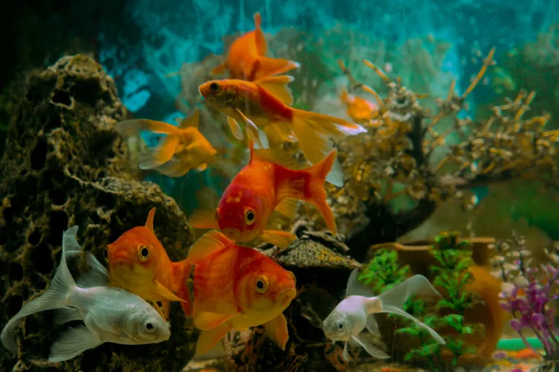 Scientists Proved Goldfish Have Excellent Memories Decades Ago, But the Three-Second Myth Refuses to Die